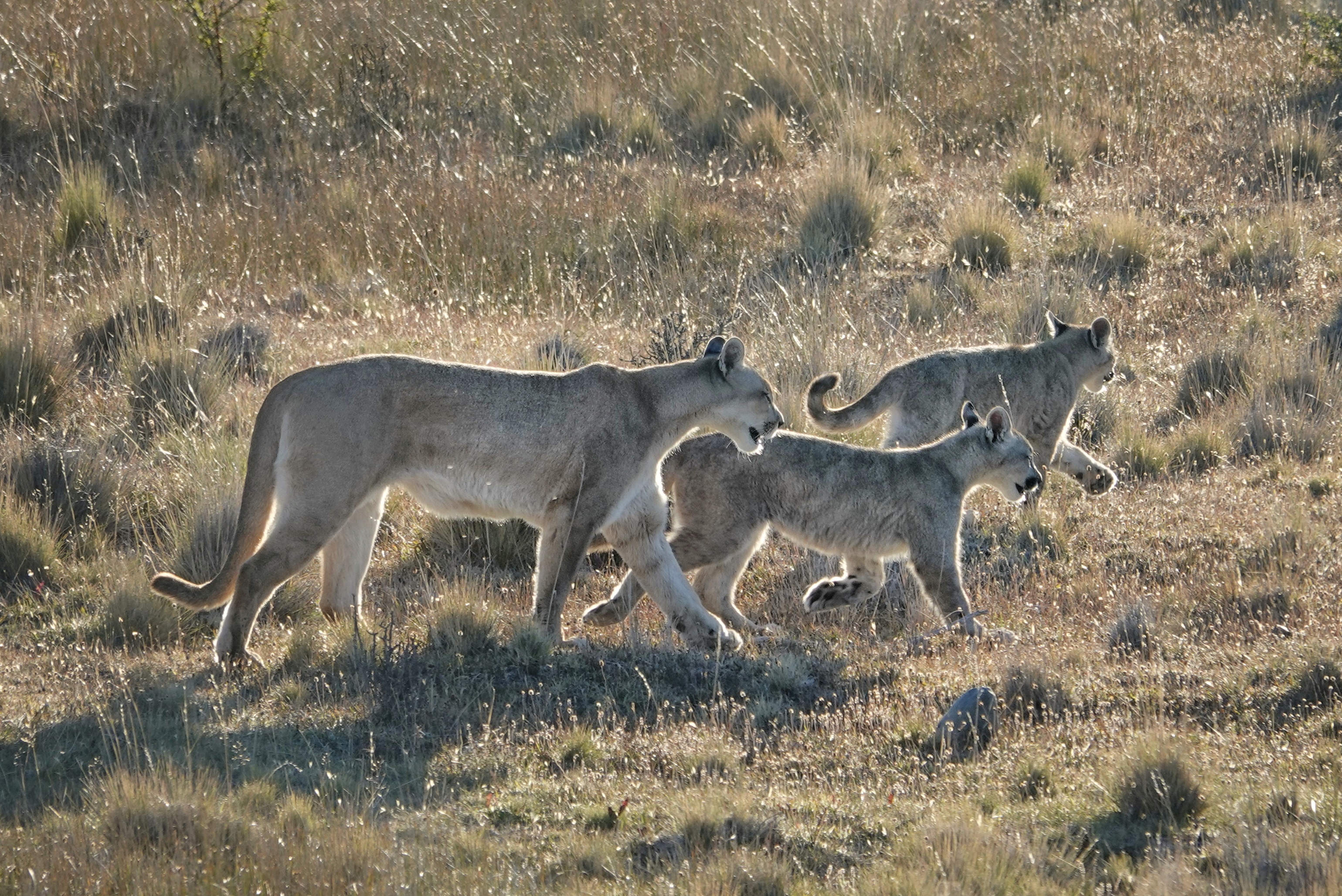 Puma et jeune puma